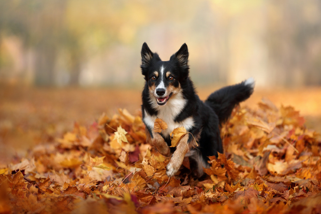 Профессиональная фотосъемка домашних животных в Санкт-Петербурге. Фото