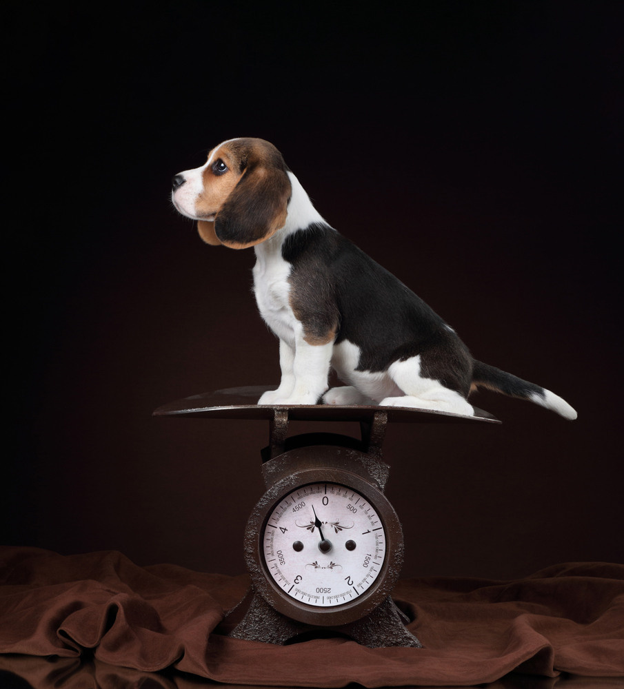 Фотосъемка щенков. Профессиональная фотосъемка домашних животных в Санкт-Петербурге. Фото