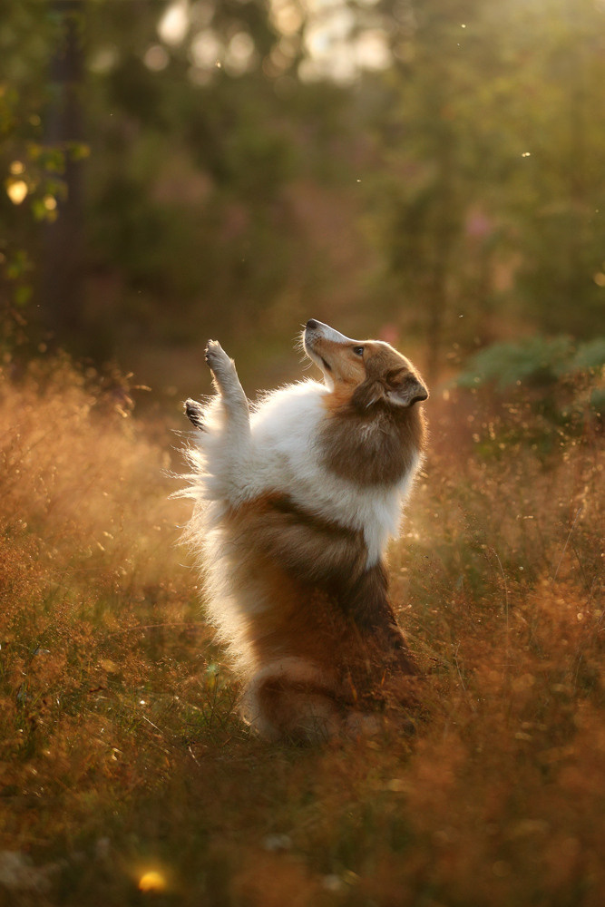 Фотосъемка собак на природе. Профессиональная фотосъемка домашних животных в Санкт-Петербурге. Фото
