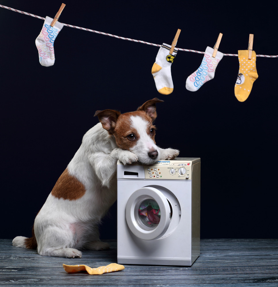 Фотосъемка собак в студии. Профессиональная фотосъемка домашних животных в Санкт-Петербурге. Фото