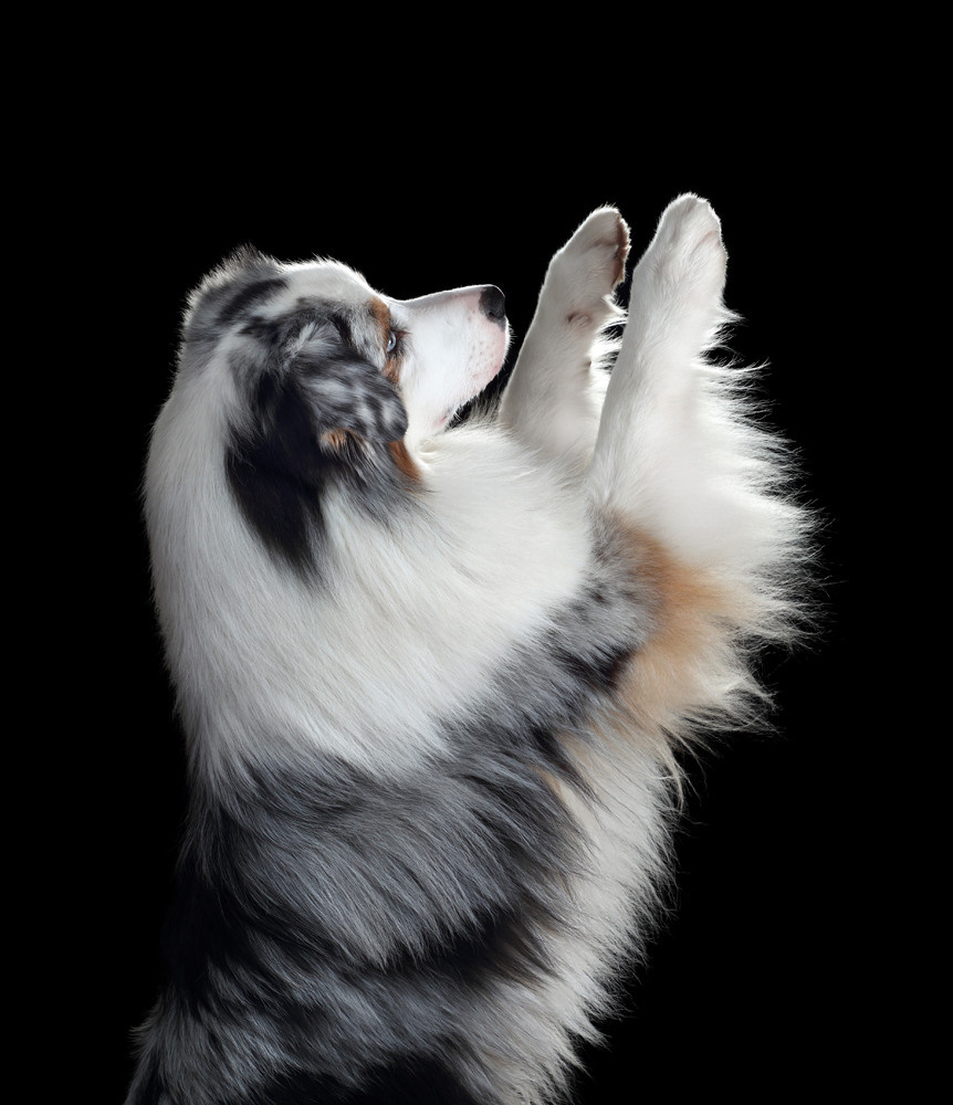 Фотосъемка собак в студии. Профессиональная фотосъемка домашних животных в Санкт-Петербурге. Фото