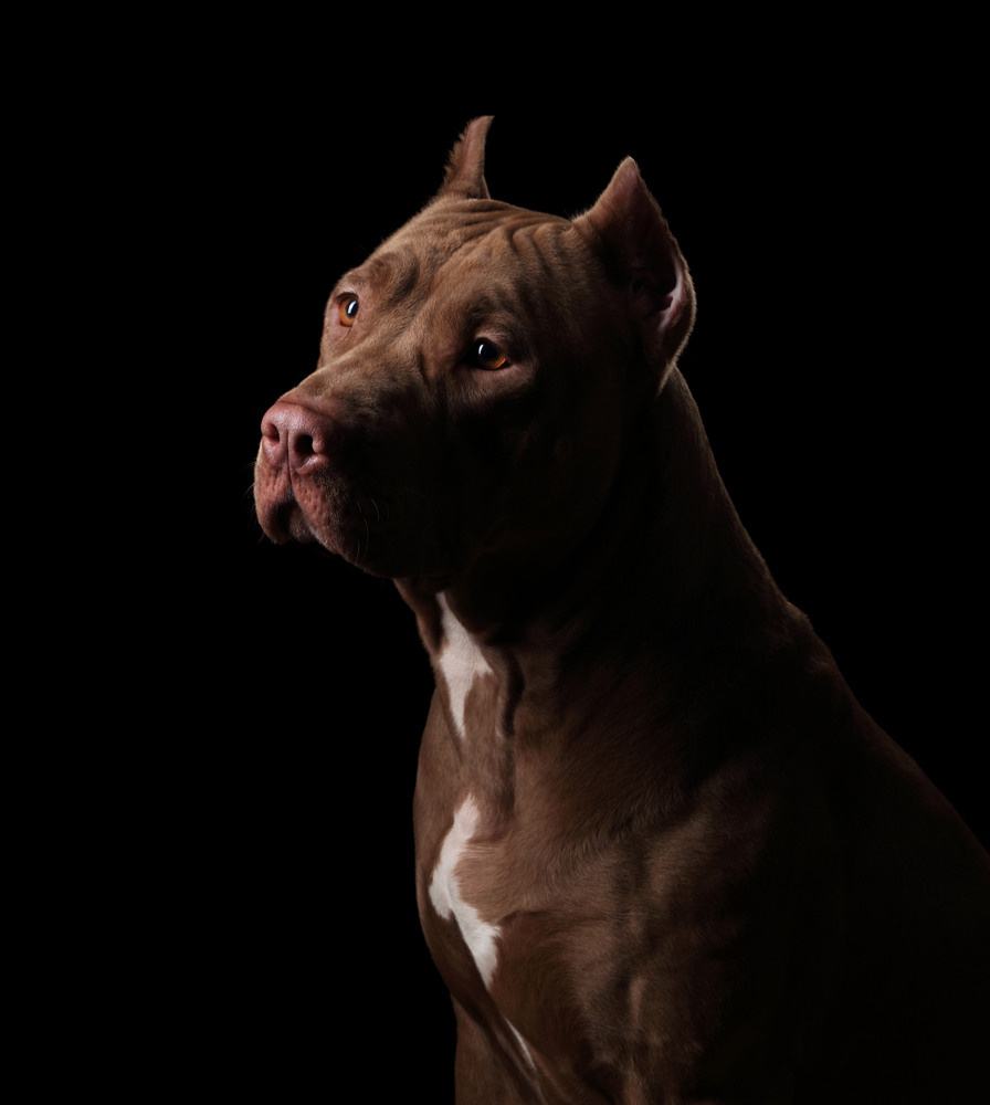 Фотосъемка собак в студии. Профессиональная фотосъемка домашних животных в Санкт-Петербурге. Фото