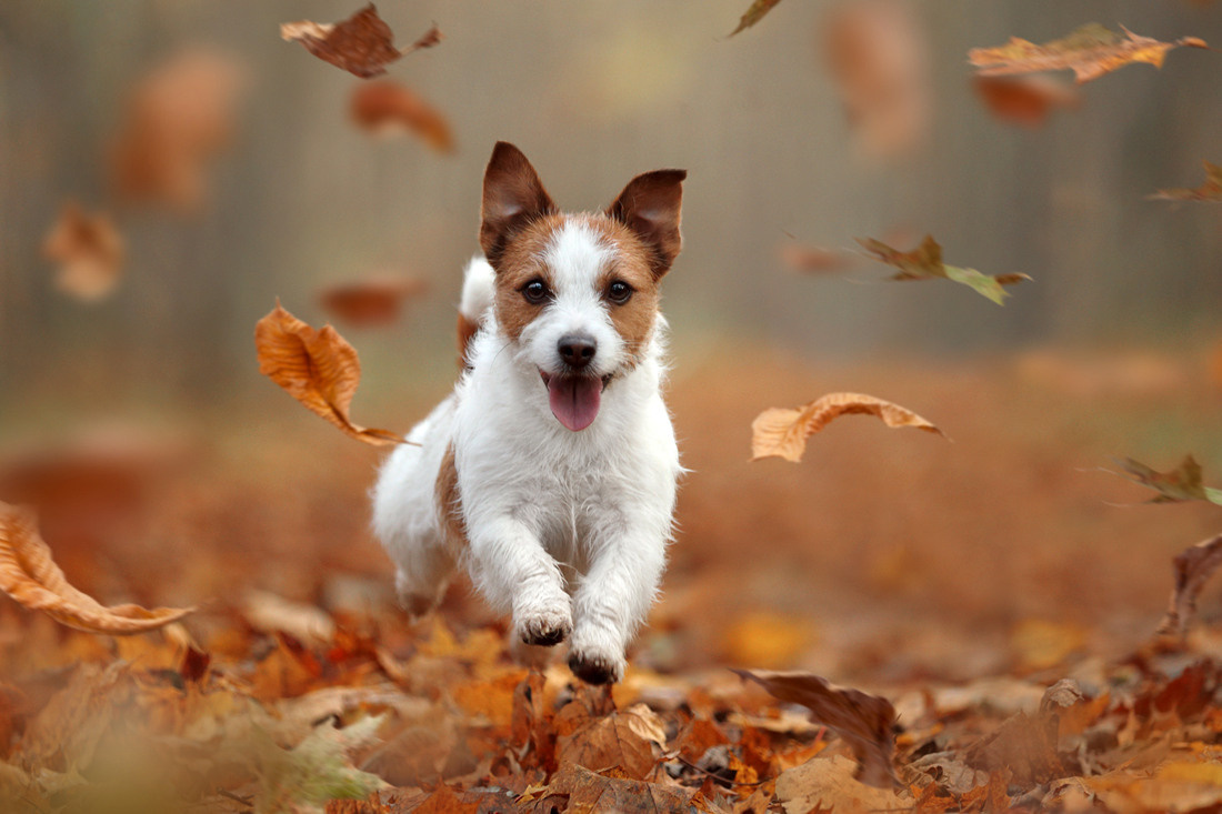 Профессиональная фотосъемка домашних животных в Санкт-Петербурге. Фото