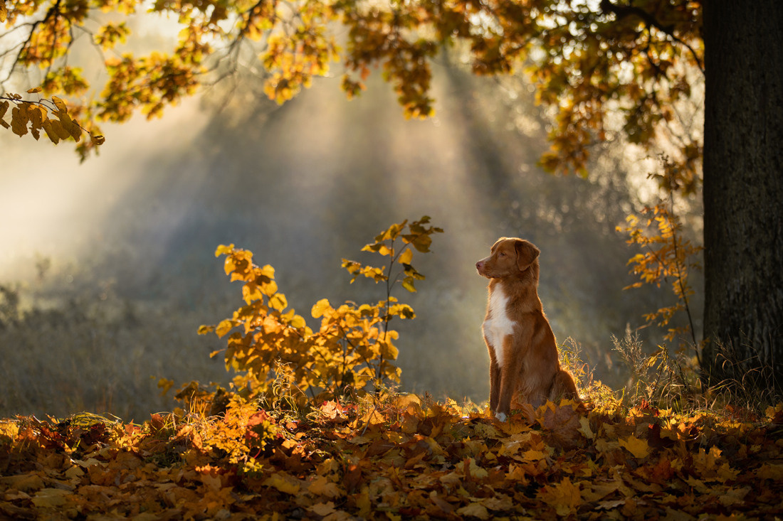 Профессиональная фотосъемка домашних животных в Санкт-Петербурге. Фото