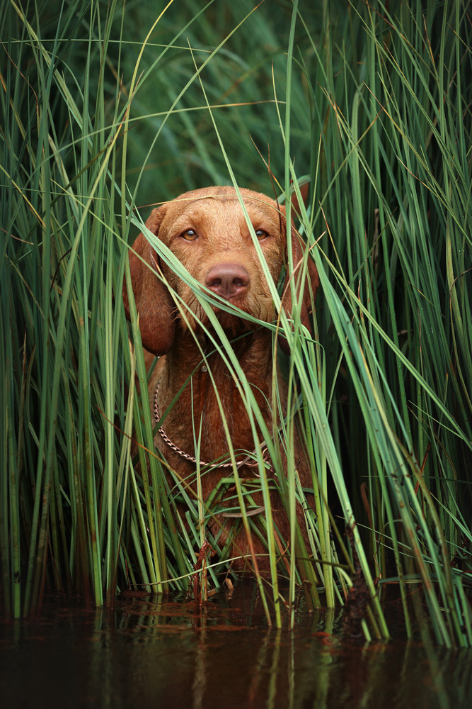 Фотосъемка собак на природе. Профессиональная фотосъемка домашних животных в Санкт-Петербурге. Фото