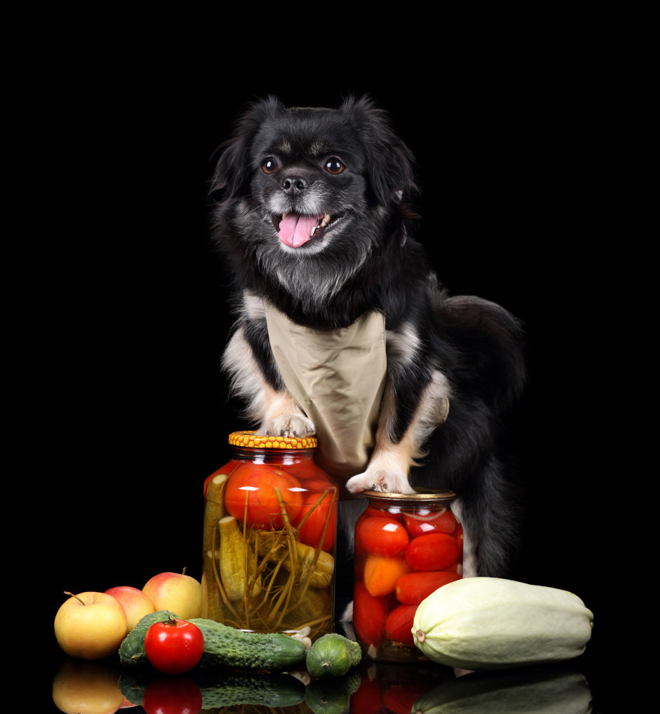 Фотосъемка собак в студии. Профессиональная фотосъемка домашних животных в Санкт-Петербурге. Фото