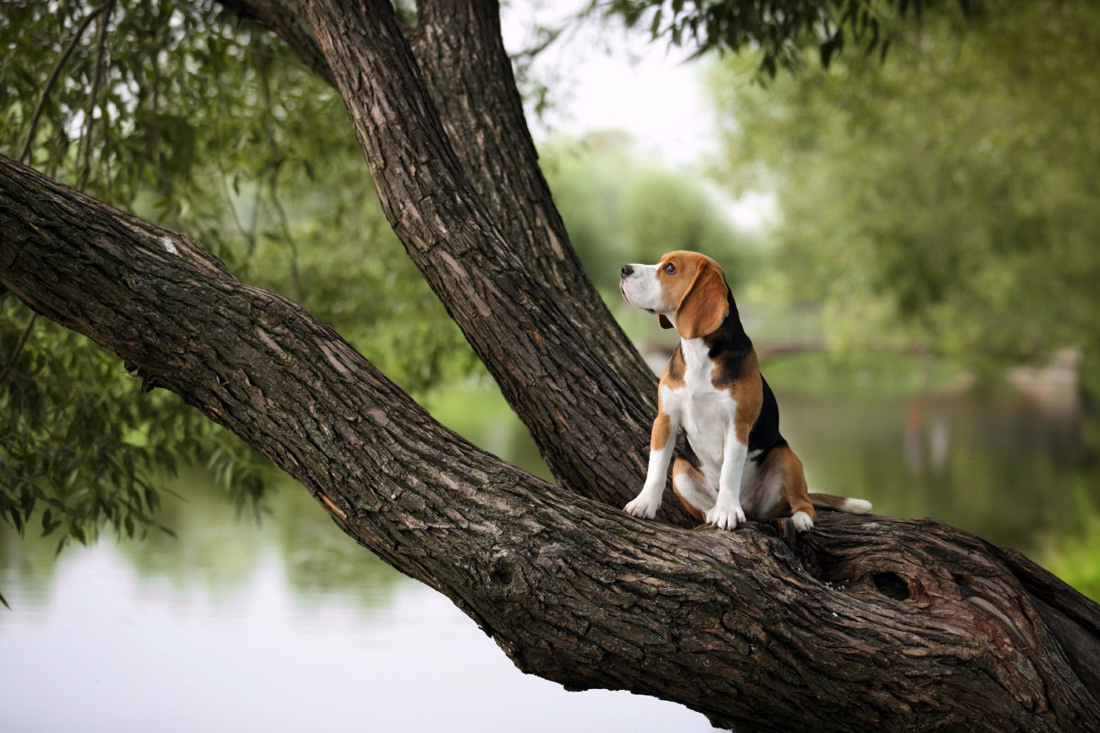 Профессиональная фотосъемка домашних животных в Санкт-Петербурге. Фото