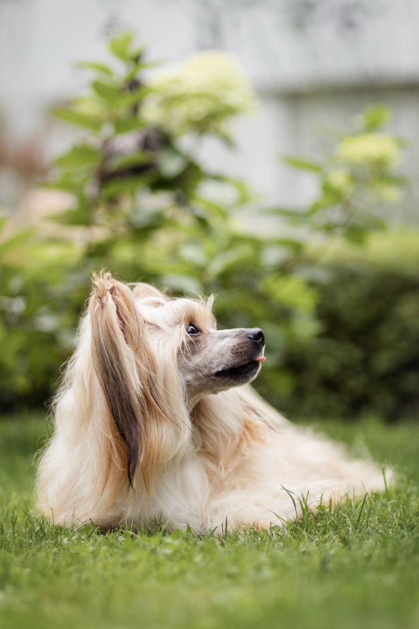 Poale Ell Veles. Chinese Crested Dog Kennel Poale Ell