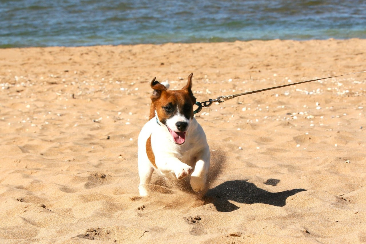 ADM'S DOGS GATSBY FOR LOVELY ORANGE. Lovely-Orange питомник джек рассел терьеров