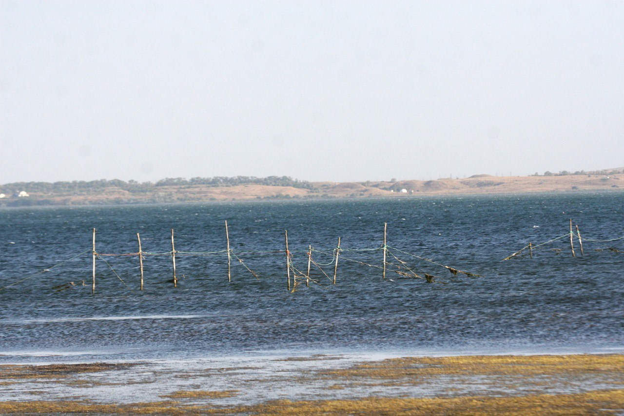 Жизнь питомника. Lovely-Orange питомник джек рассел терьеров