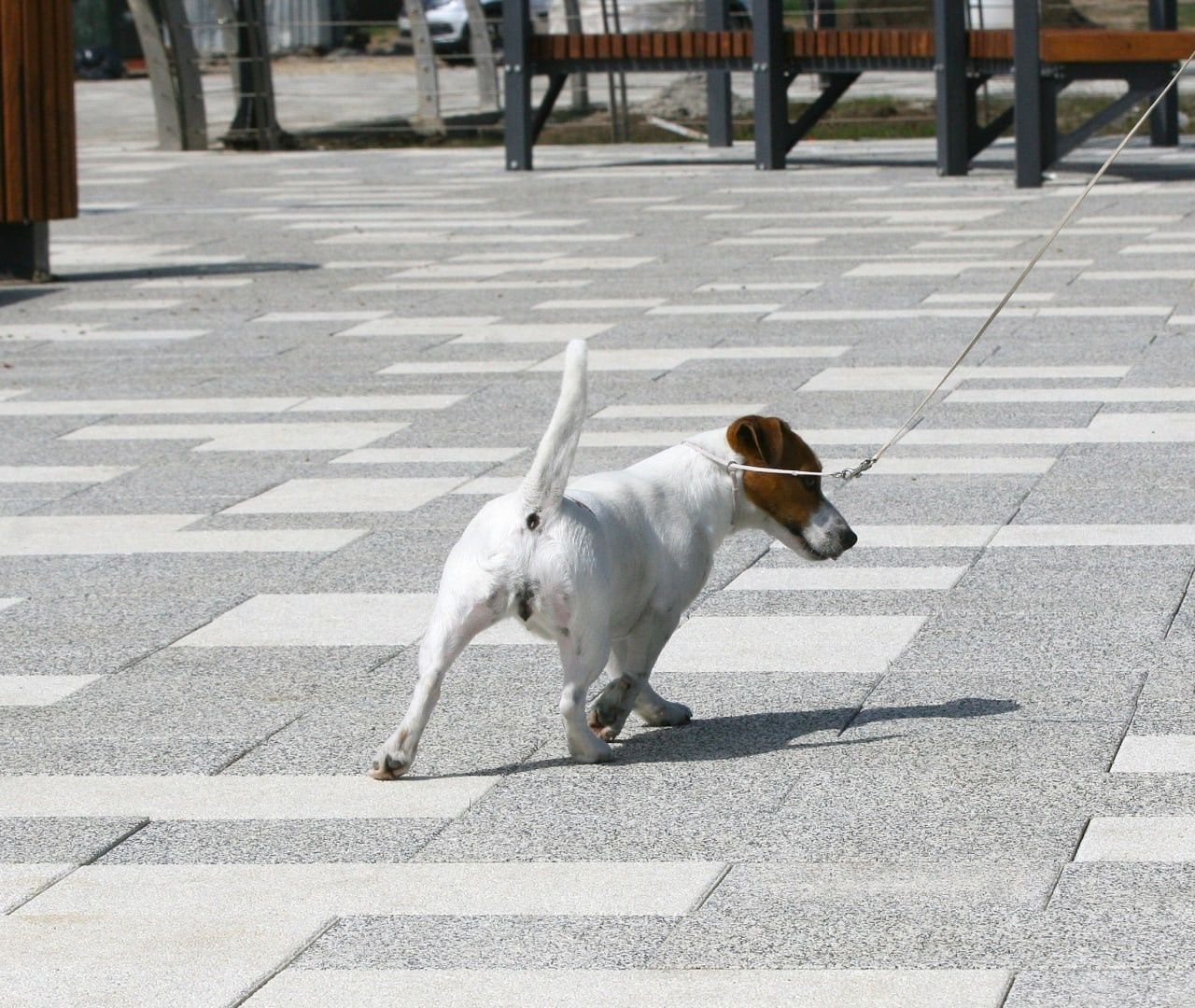 Diskaydzheks Uma Turman. Lovely-Orange питомник джек рассел терьеров