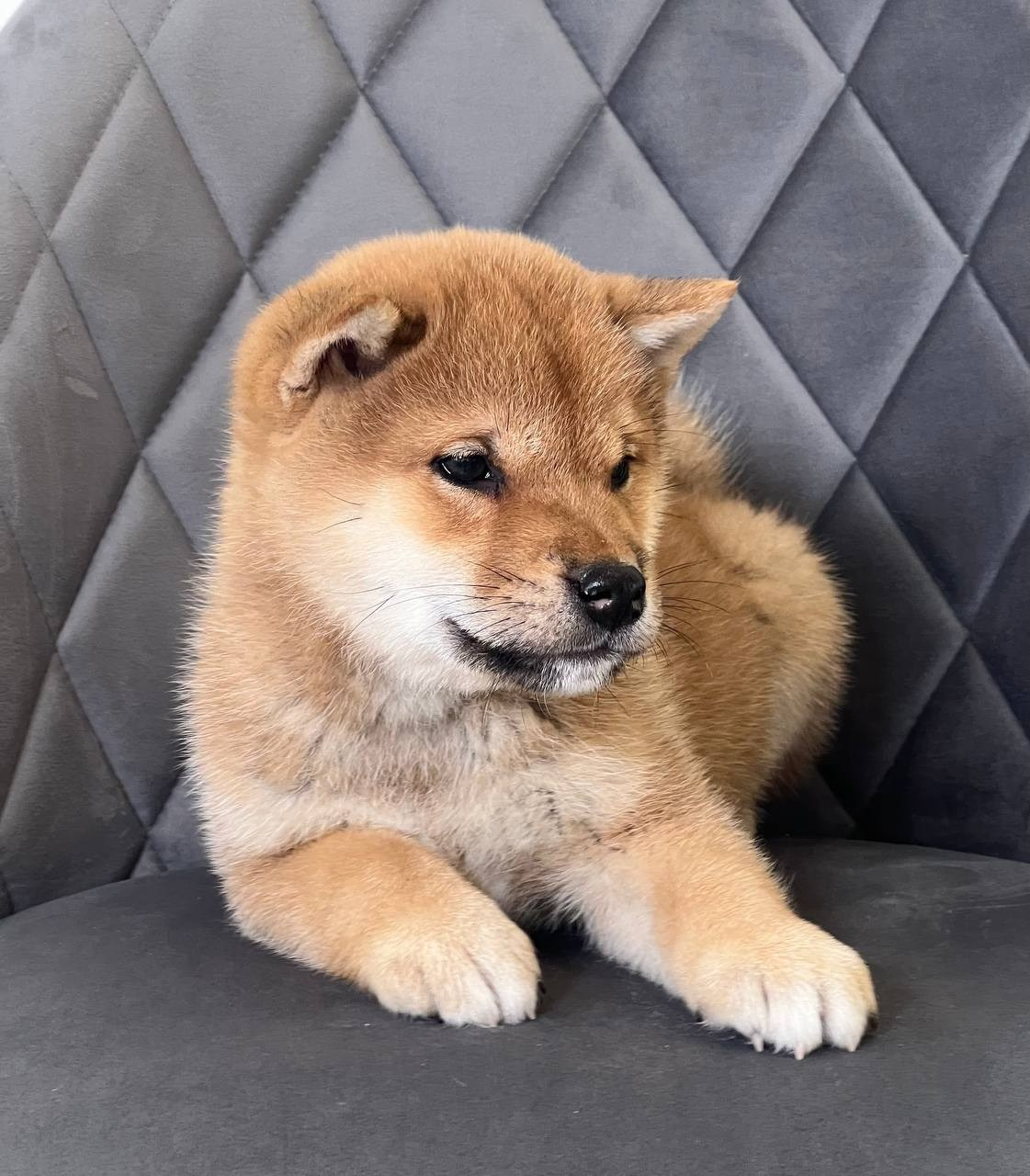 сиба питомник Рубилайт щенки на продажу rubylight  сиба щенки купить СПб Санкт-Петербург 