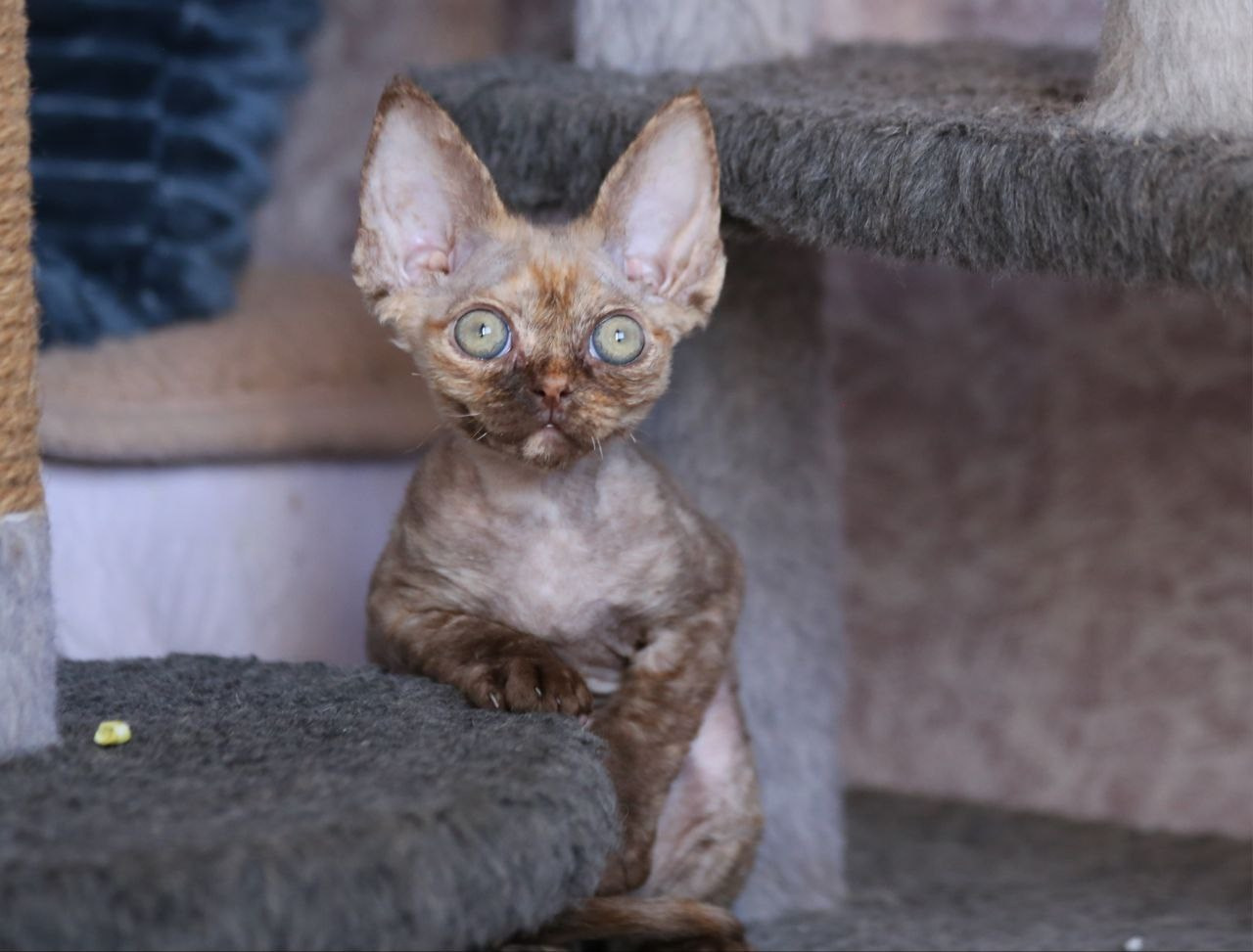 💜DRX h кошка Nevskiy Favorite Jacina д/р 15.11.25. Nevskiy Favorite — питомник девон-рексов в Санкт-Петербурге. Здоровые, ласковые и редкие котята