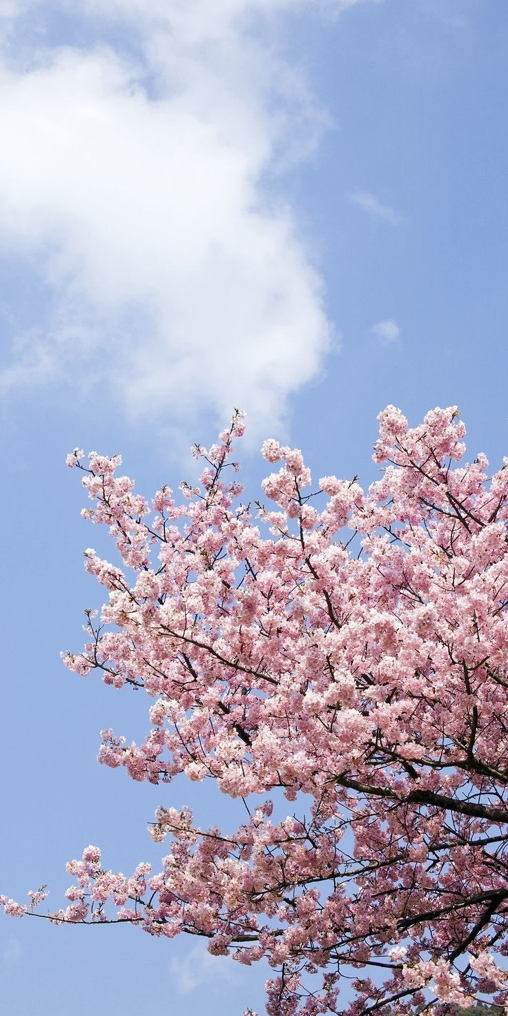 Family cherry blossom photoshoot at Busan Citizens Park spring. Guia dos melhores lugares para ver flores de cerejeira em Busan Coreia do Sul