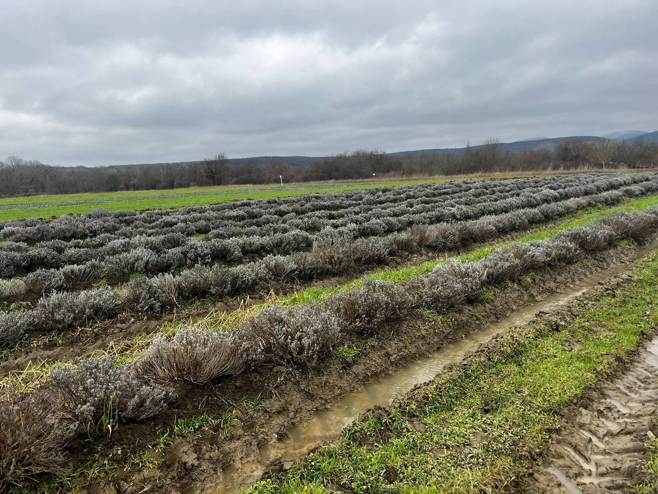 Агро Земельный массив Неберджаевская. Инвестиционный консалтинг Недвижимость