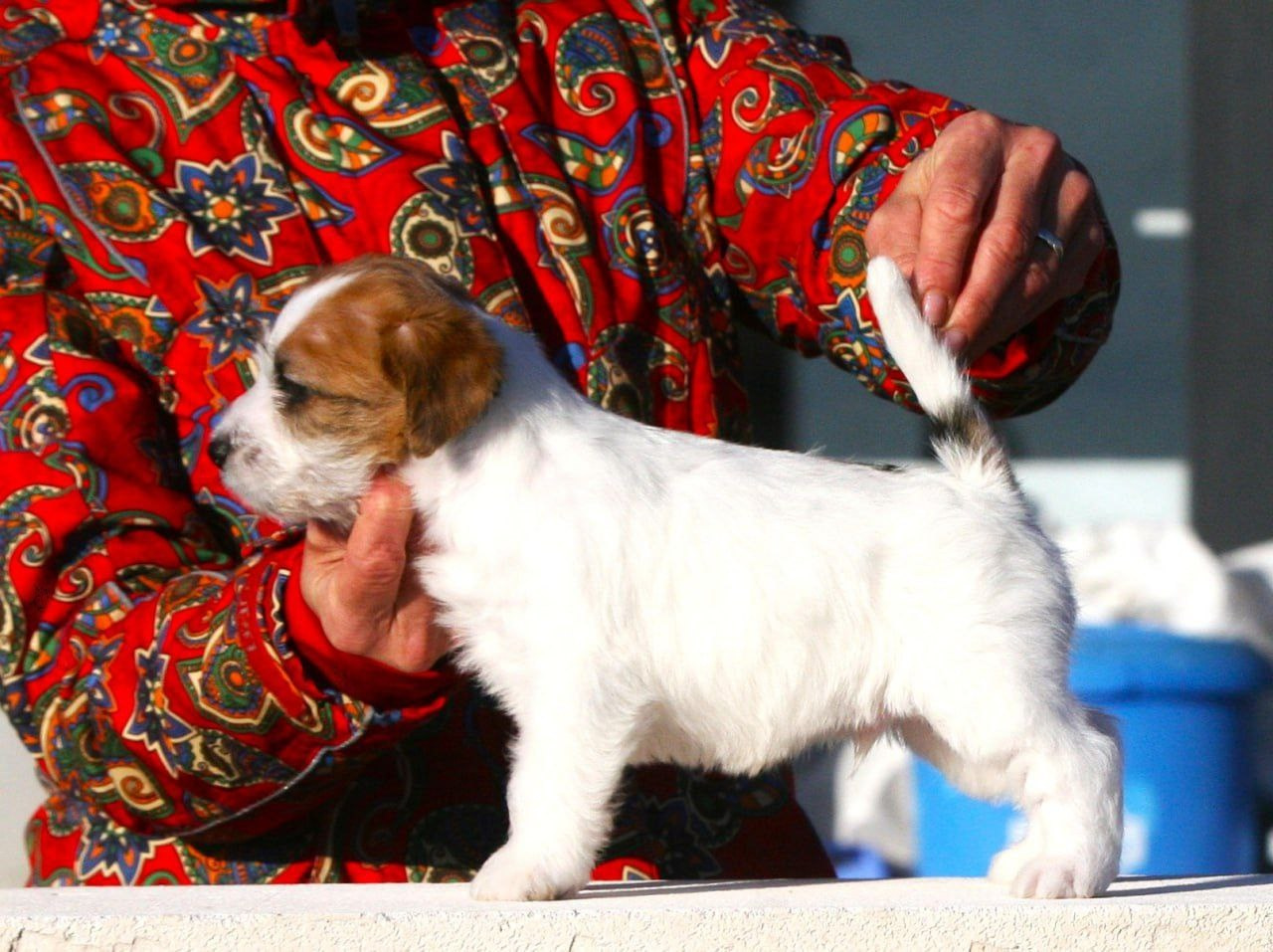 Кобель 1. Lovely-Orange питомник джек рассел терьеров