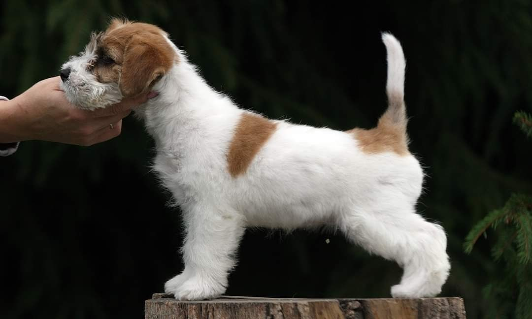 Lovely -Orange Team Spirit. Lovely-Orange питомник джек рассел терьеров