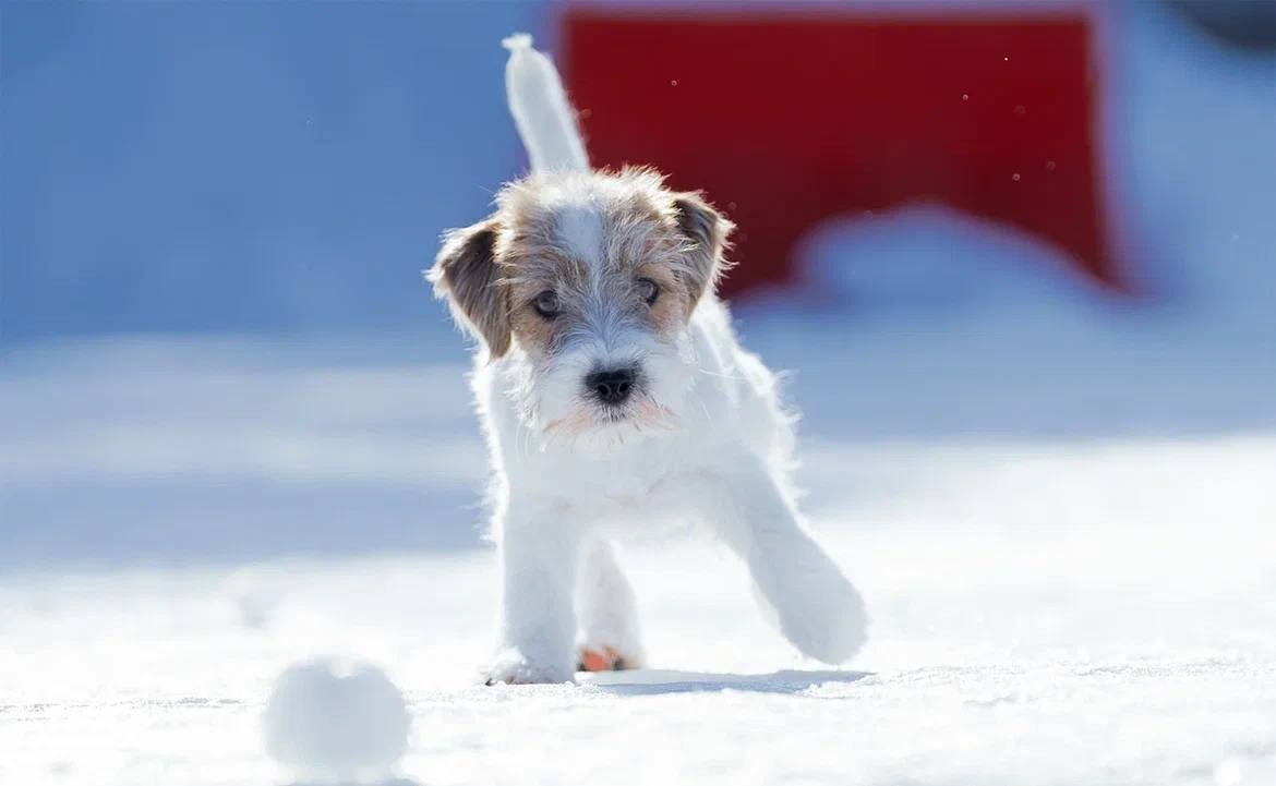 Сука 1. Lovely Orange kennel Jack Russell Terrier FCI/RKF