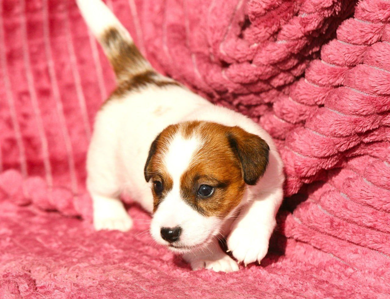 Сука 1. Lovely Orange kennel Jack Russell Terrier FCI/RKF