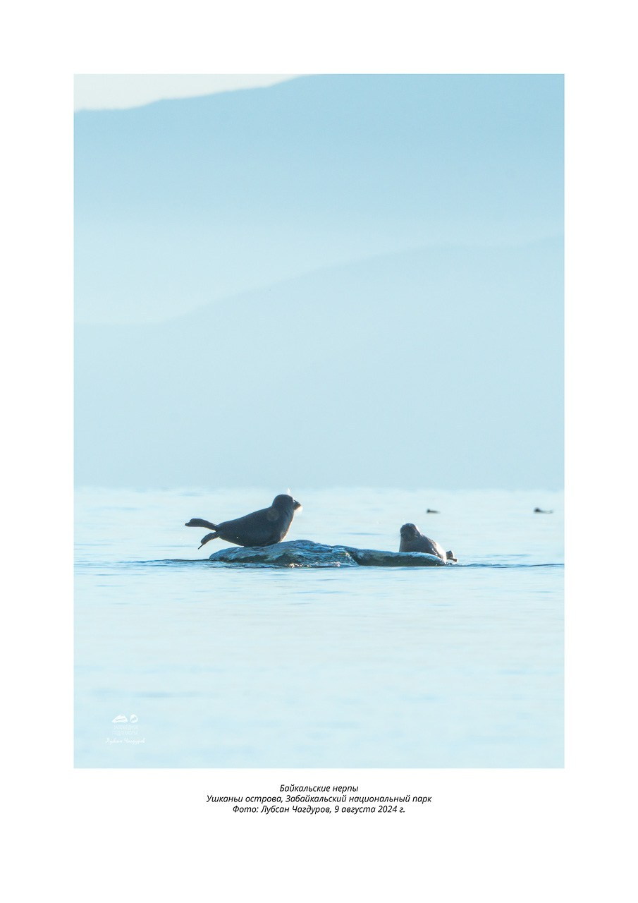 Фотовыставка «Дети природы». Фотограф Лубсан Чагдуров