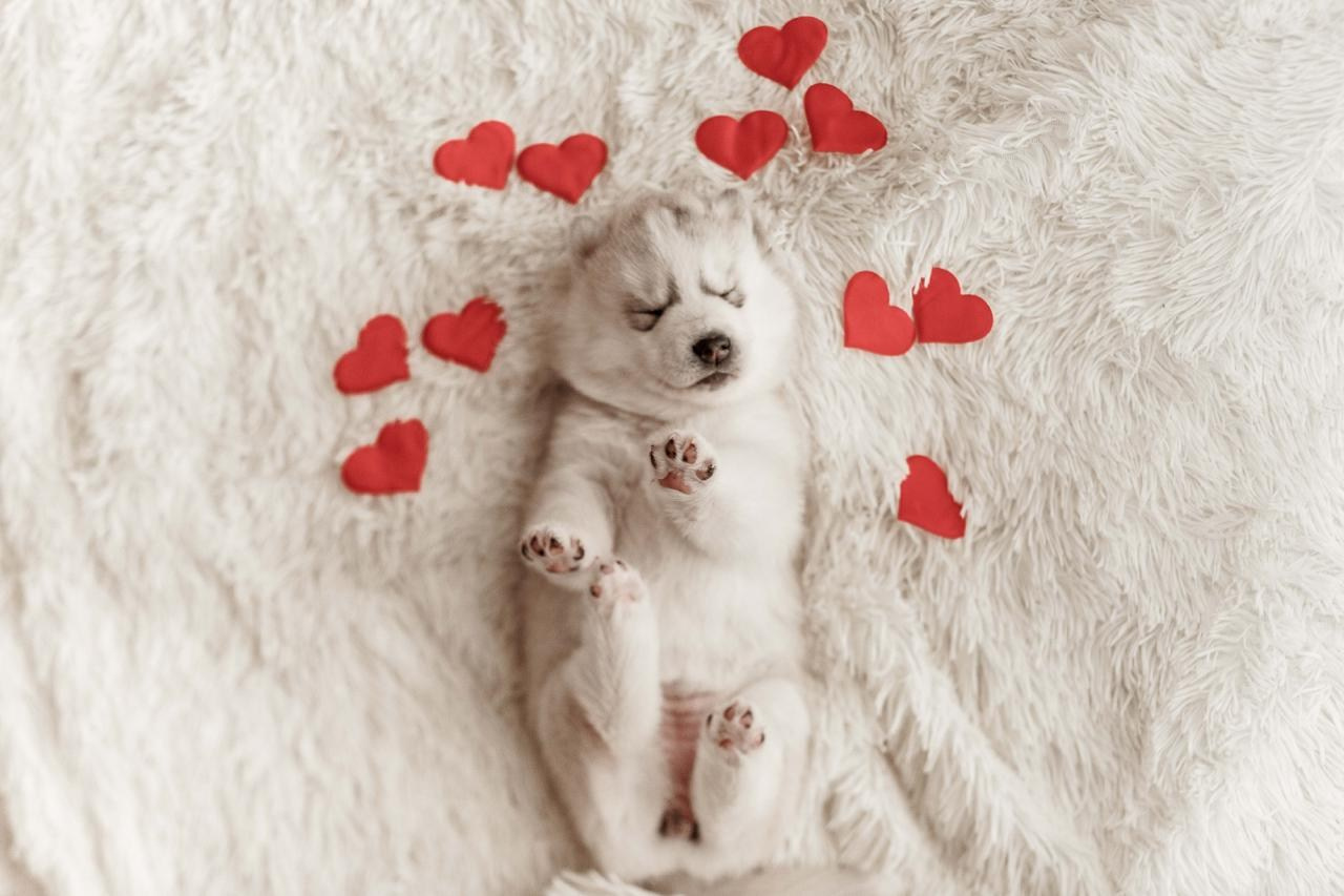 Фотограф-анималист. Семейный фотограф в Екатеринбурге