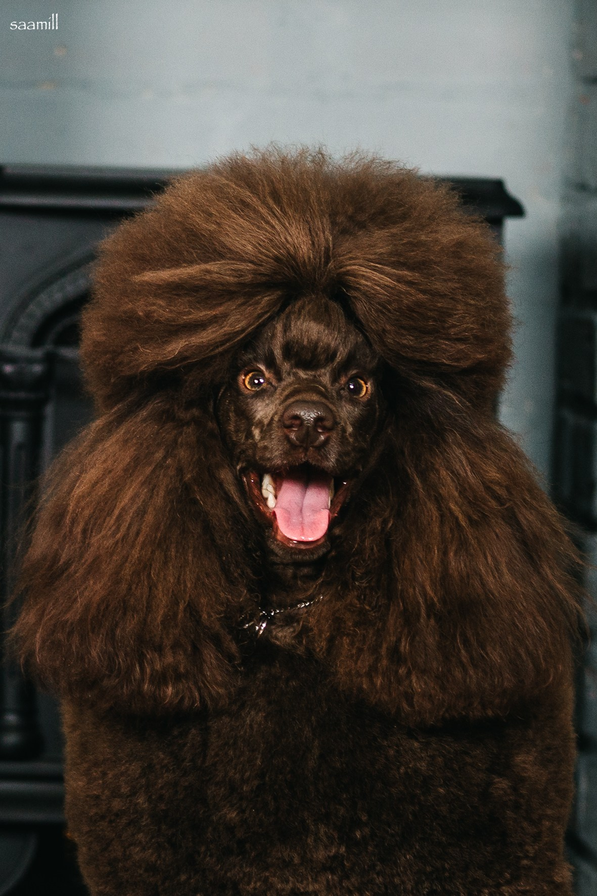 Life with dog. Saamill