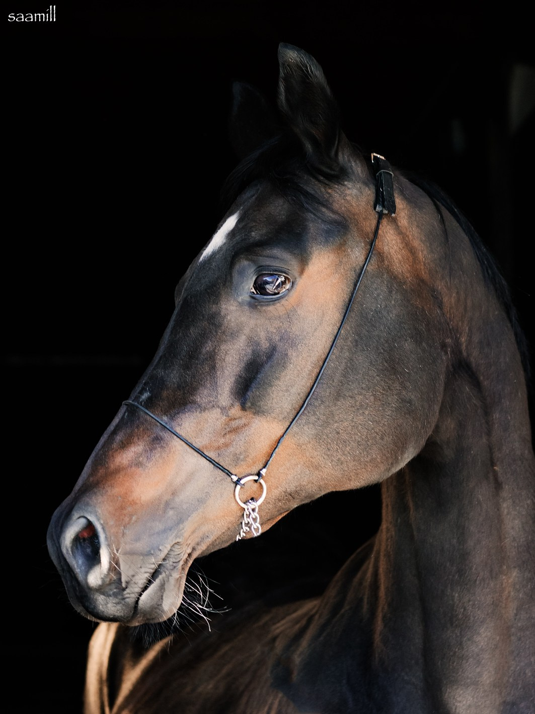 Life with horse. Saamill