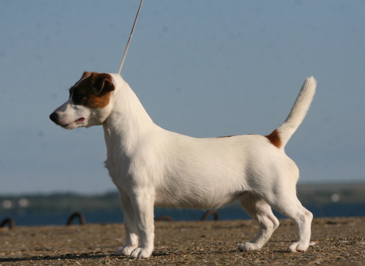 Lovely-Orange Money Money. Lovely-Orange питомник джек рассел терьеров