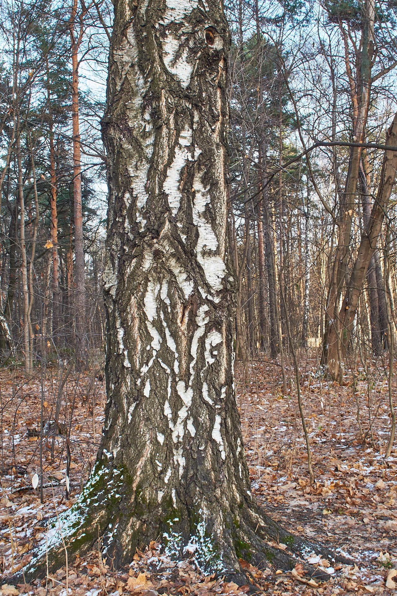 ЖИЗНЬ в 5 элементах стихий — ДЕРЕВО и ЗЕМЛЯ. Сайт фотографа Виталия Дени