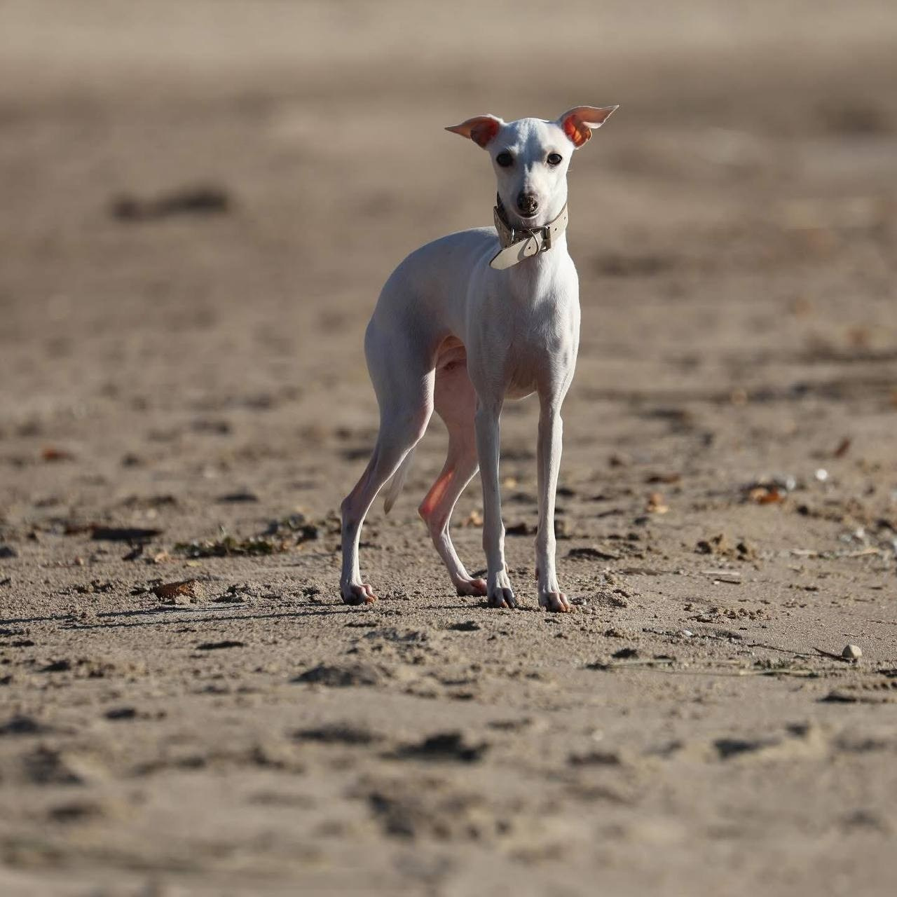 Белые девочки. Профессиональный питомник левреток РКФ/FCI ASTI SAPPHIRE 💎 Сочи|Санкт-Петербург