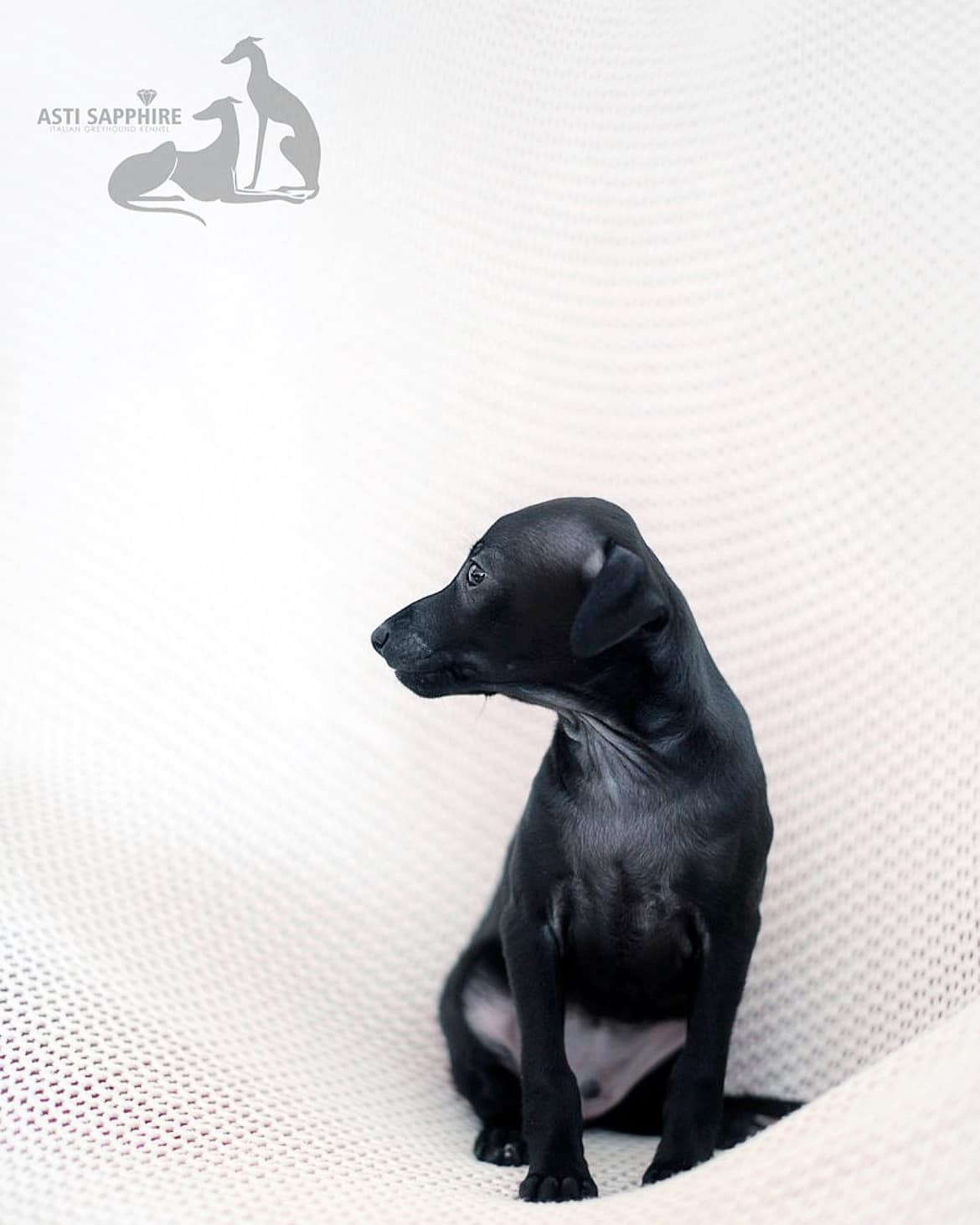 Asti Sapphire Esmeralda La Bella. Профессиональный питомник левреток РКФ/FCI ASTI SAPPHIRE 💎 Сочи|Санкт-Петербург