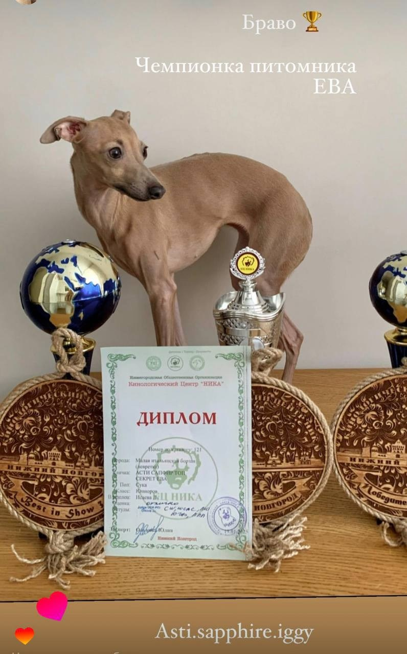 Выпускники ЧЕМПИОНЫ. Профессиональный питомник левреток РКФ/FCI ASTI SAPPHIRE 💎 Сочи|Санкт-Петербург