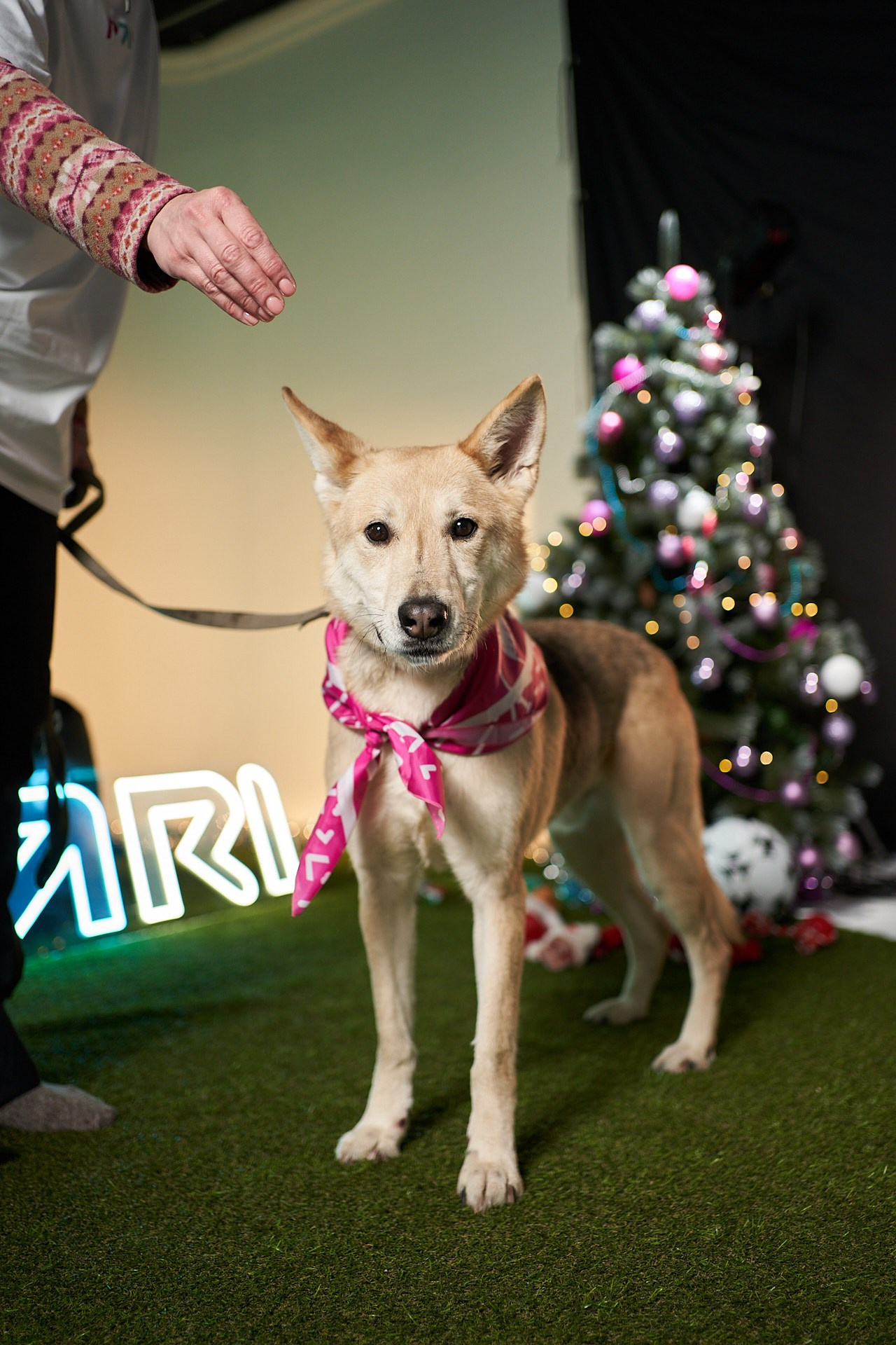 Проект «Андердоги» для коллаборации Фонда «Рэй», Sports.ru, Пари. Фотограф анималист Москва Дарья