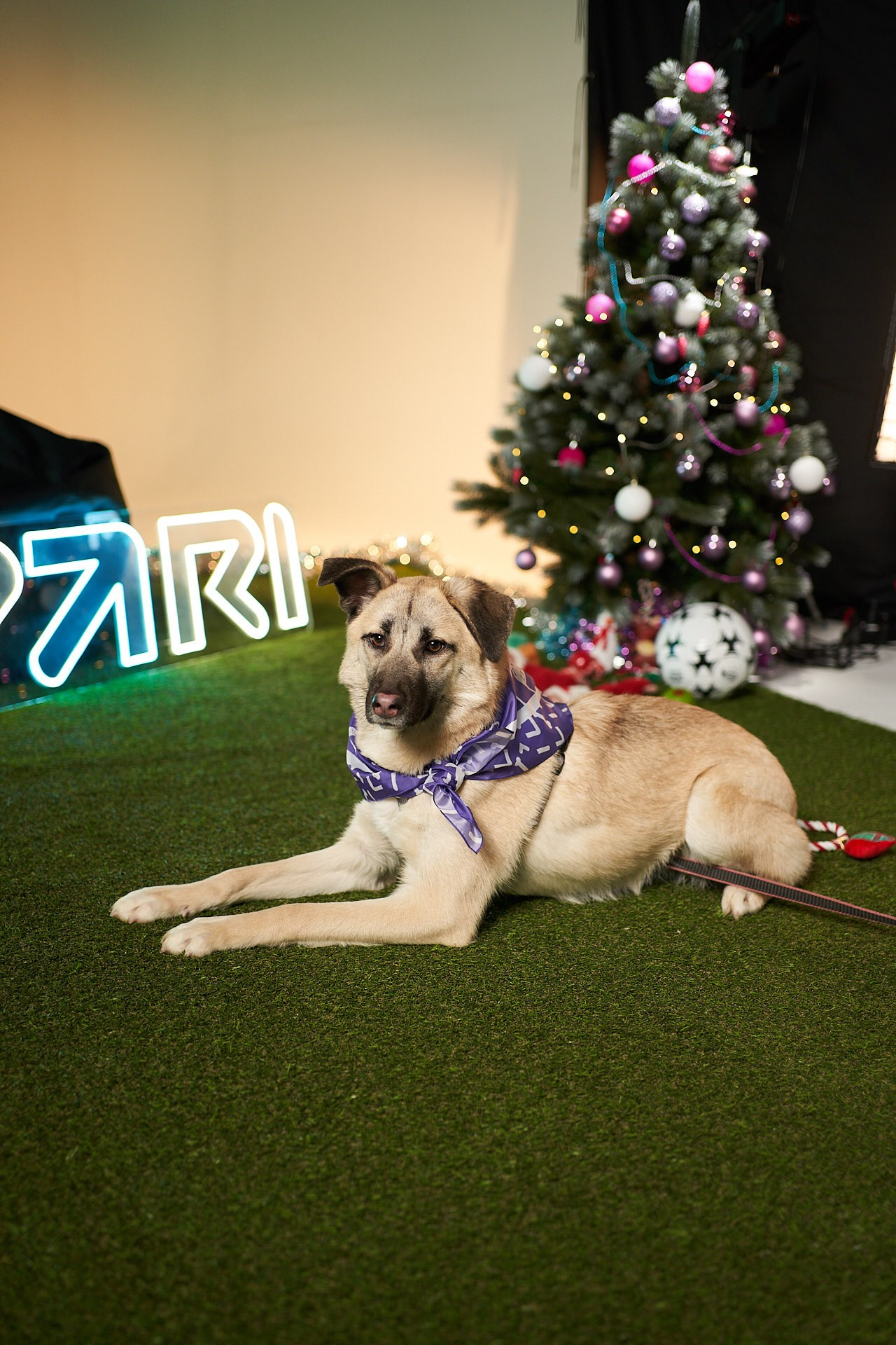 Проект «Андердоги» для коллаборации Фонда «Рэй», Sports.ru, Пари. Фотограф анималист Москва Дарья