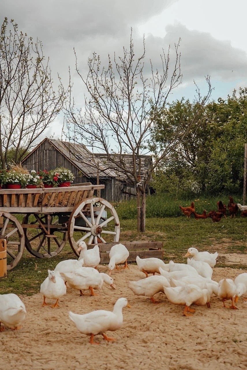 Фотопроект «Птичий Двор». КрисTina Олейник — твой фотограф Санкт-Петербург/Москва/Омск