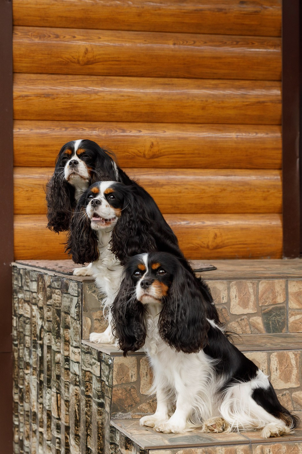 Фотографии собак  в Новосибирске. Фотограф в Новосибирске