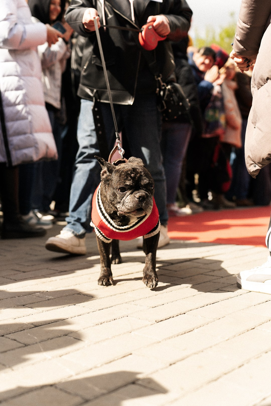 Парад Бульдогов. Axenov_eugene