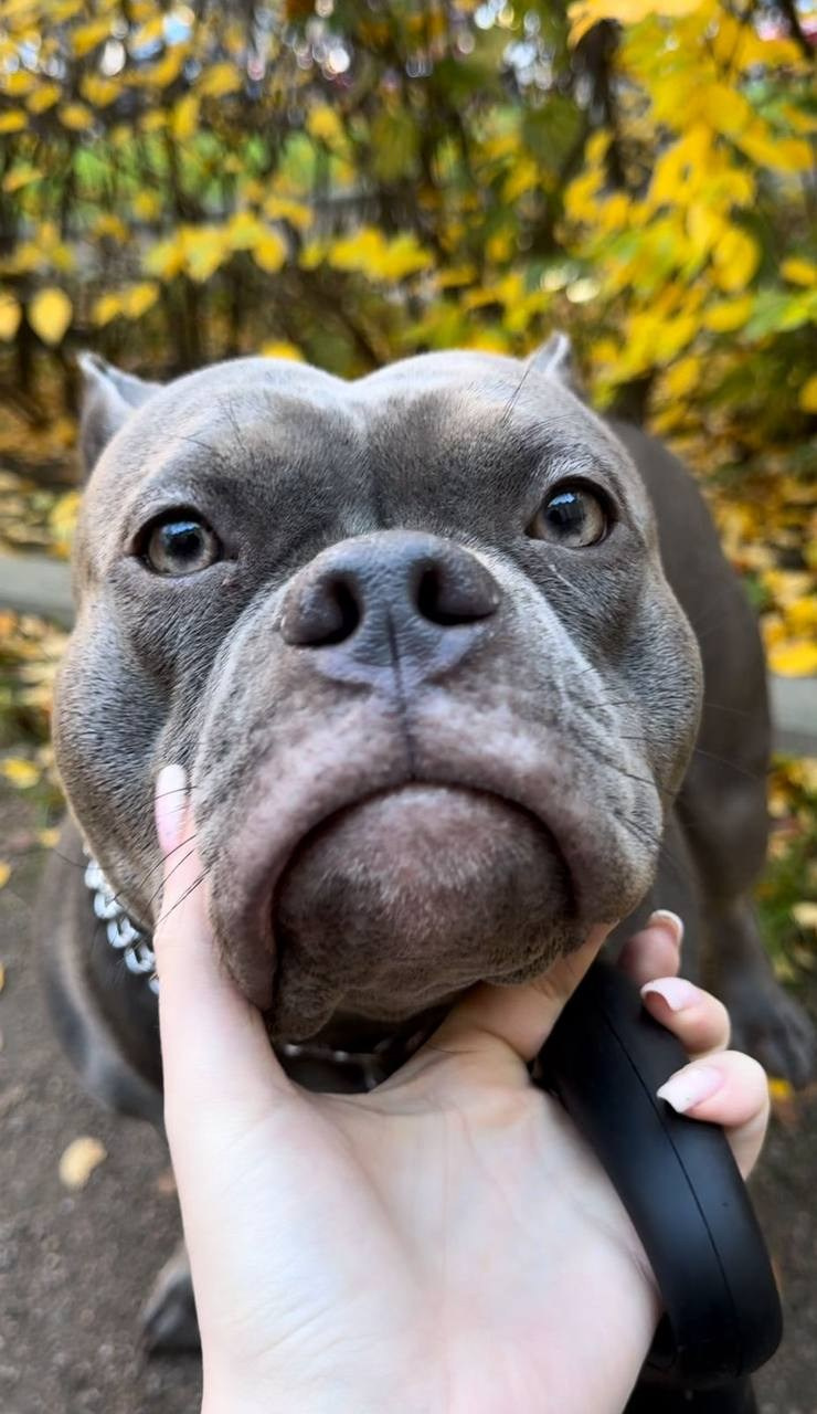 Mia. Питомник американских булли Bounty Pride Bully