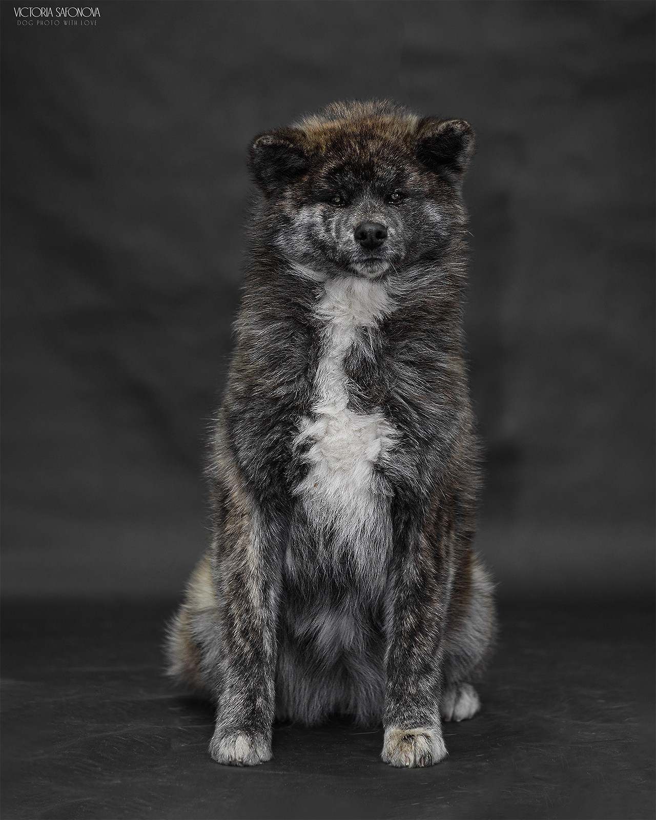 Акиты 03.12.2023. Фотограф анималист Благовещенск. Сафонова Виктория