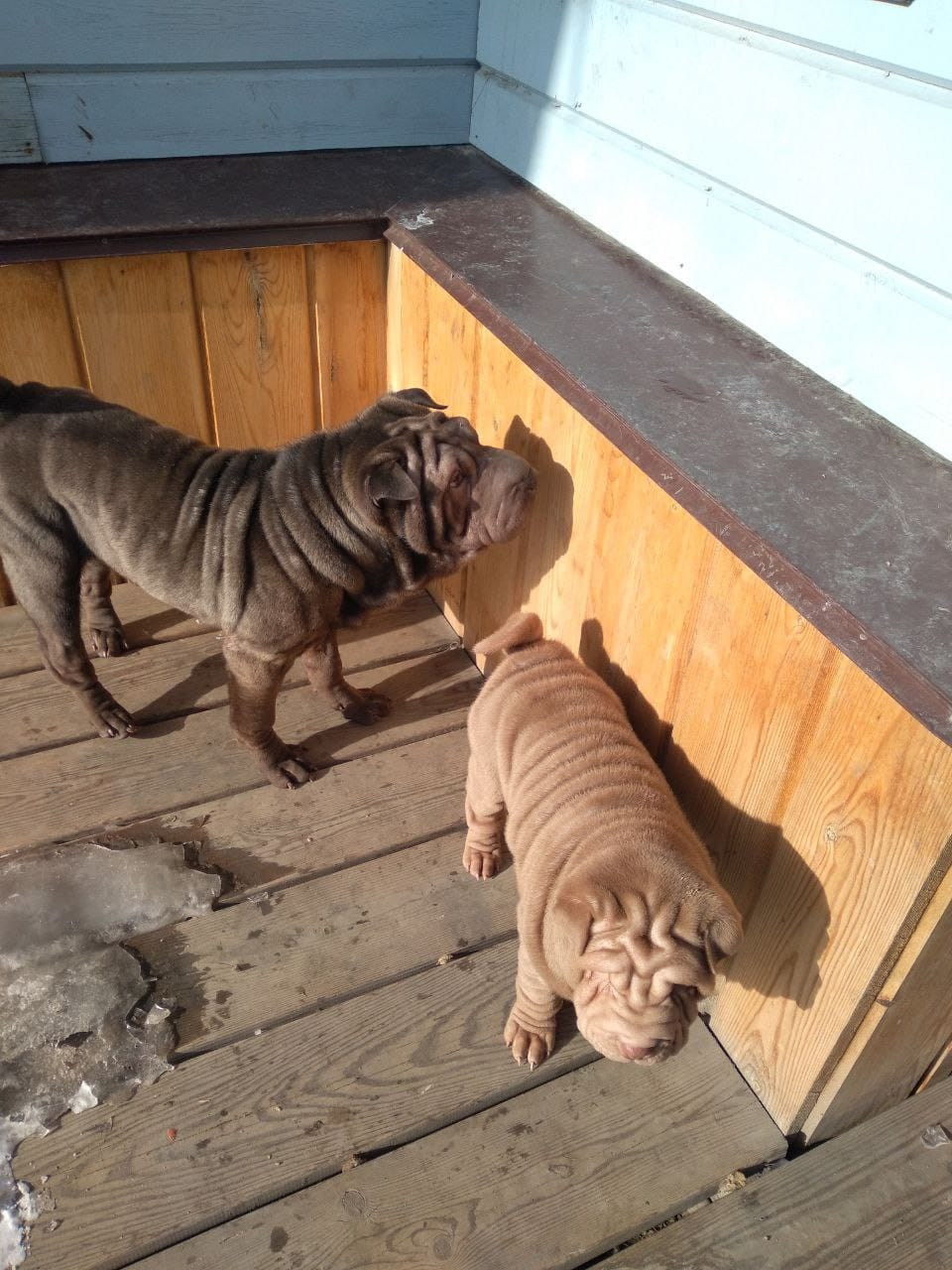 Купить Французского Бульдога Улан Удэ, Купить щенка Французского бульдога Улан Удэ, Питомник Французских Бульдогов Улан Удэ,  Питомник Французский Бульдог Улан Удэ, 