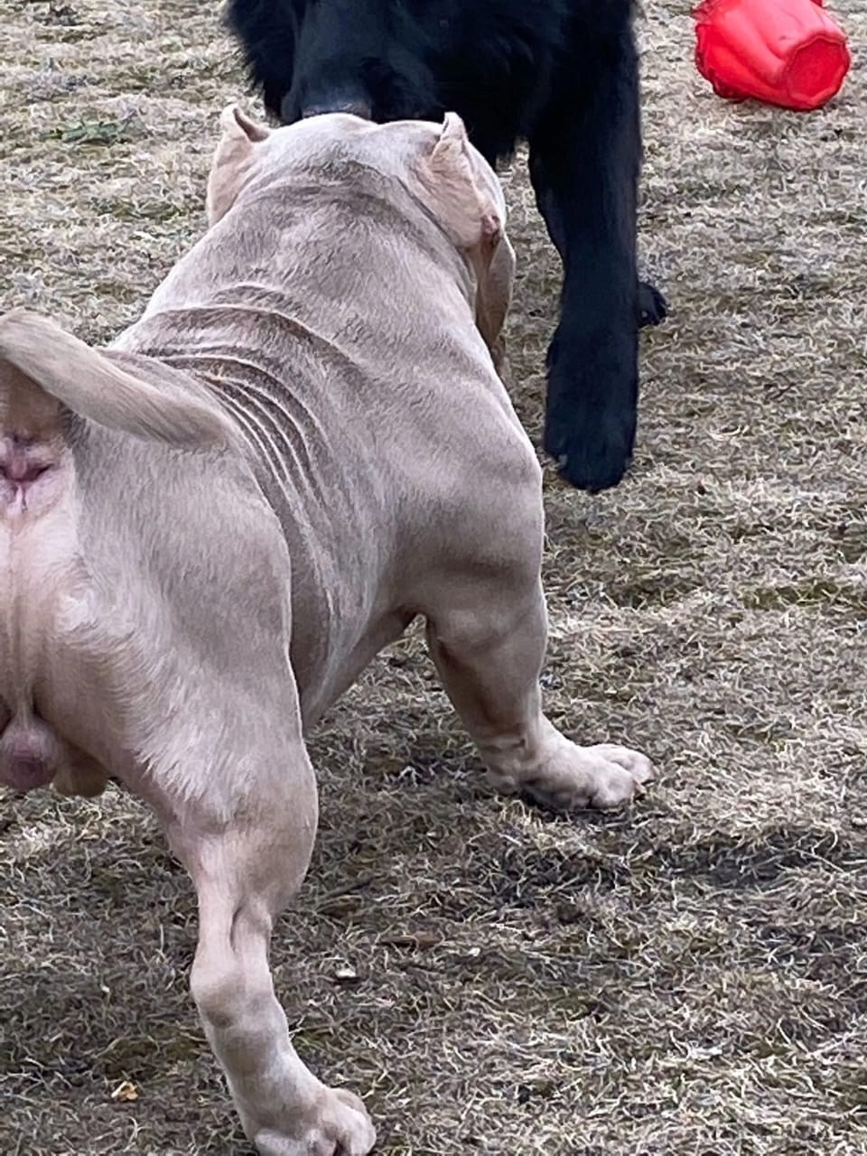 Познакомьтесь с Американским Булли в Иркутске. Питомник собак Иркутск