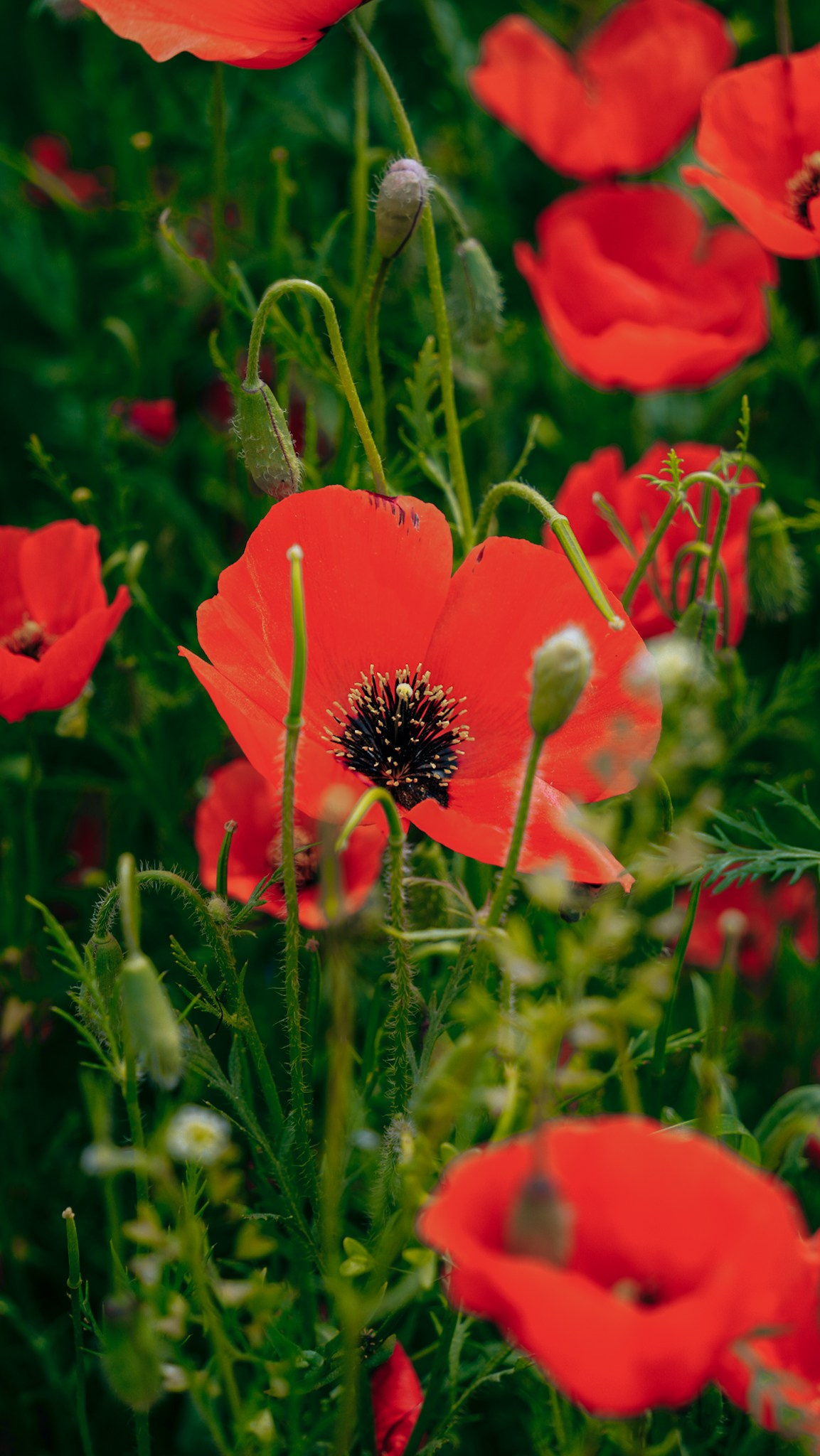 Кыргызстан. Человек с фотокамерой