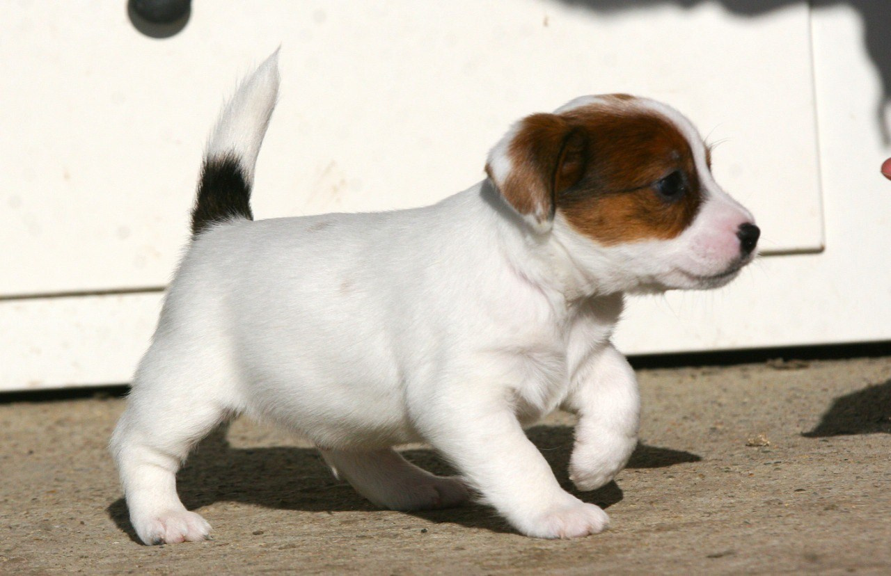 Кобель. Lovely-Orange питомник джек рассел терьеров