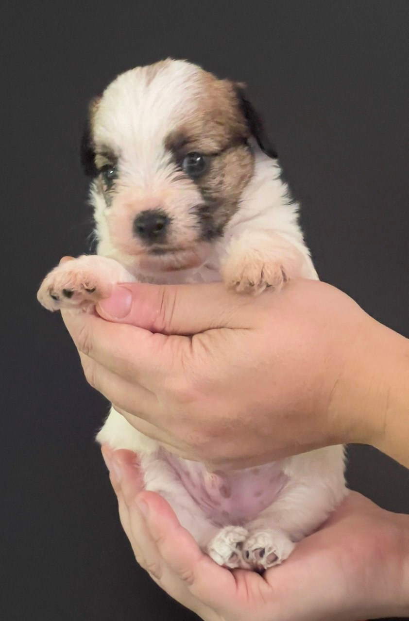 Кобель 2. Lovely-Orange питомник джек рассел терьеров