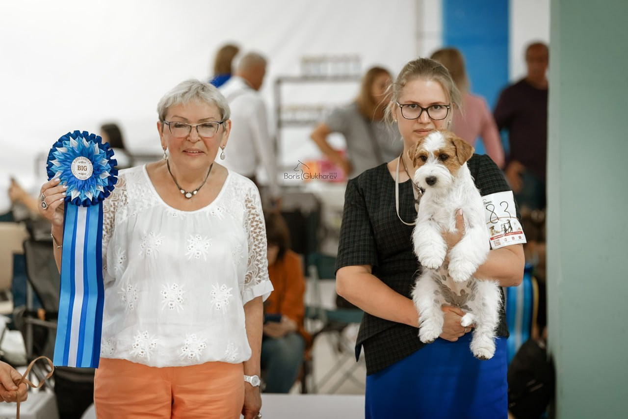 Lovely-Orange Strategy. Lovely-Orange питомник джек рассел терьеров