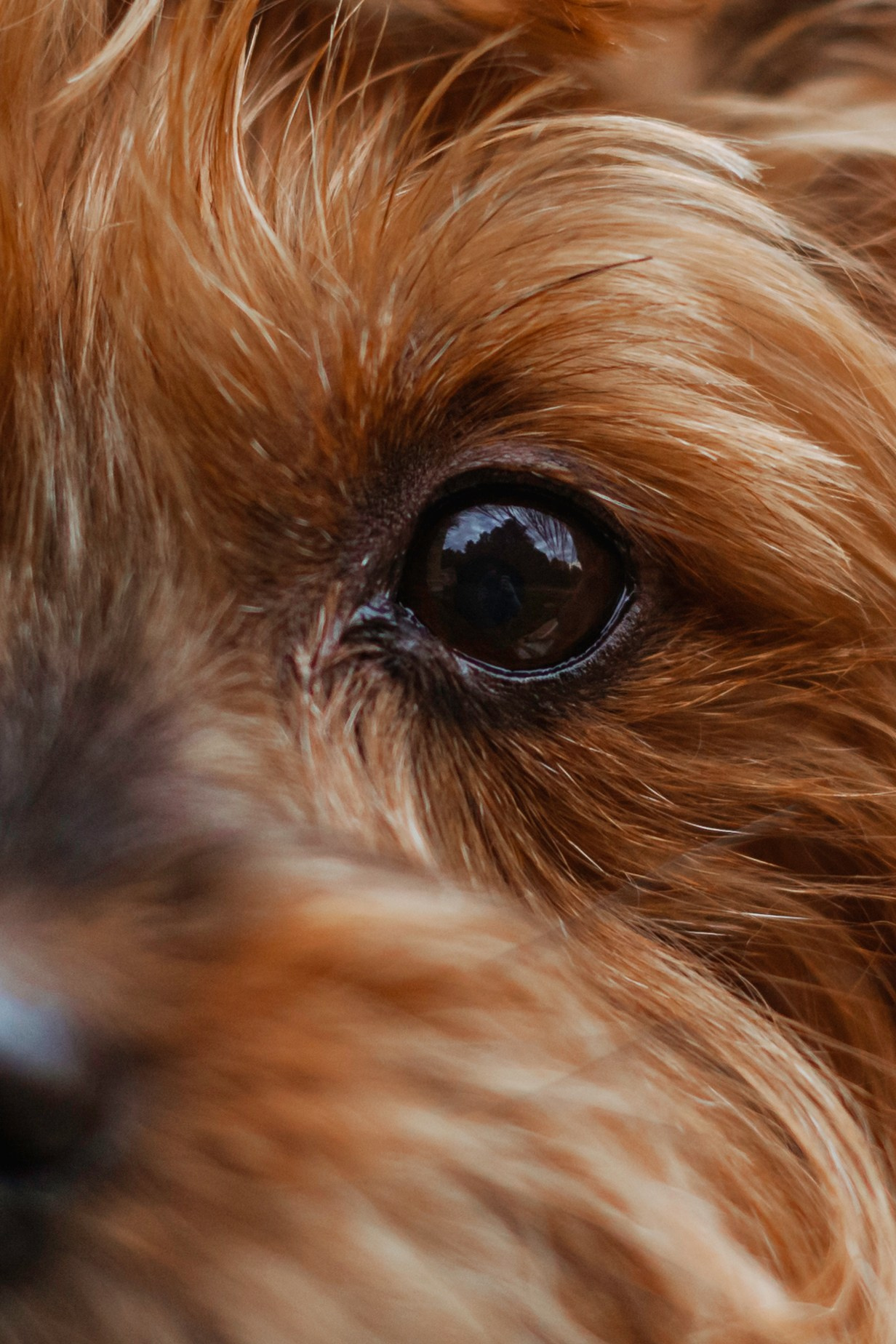 Катя и Моня. Фотограф-анималист Татьяна Степанова