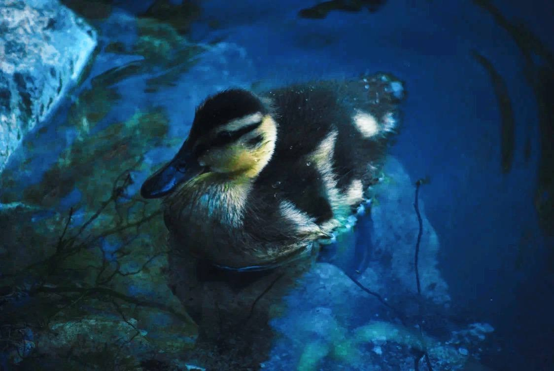 Птицы. Костюмер, художник кино и телевидения в спб