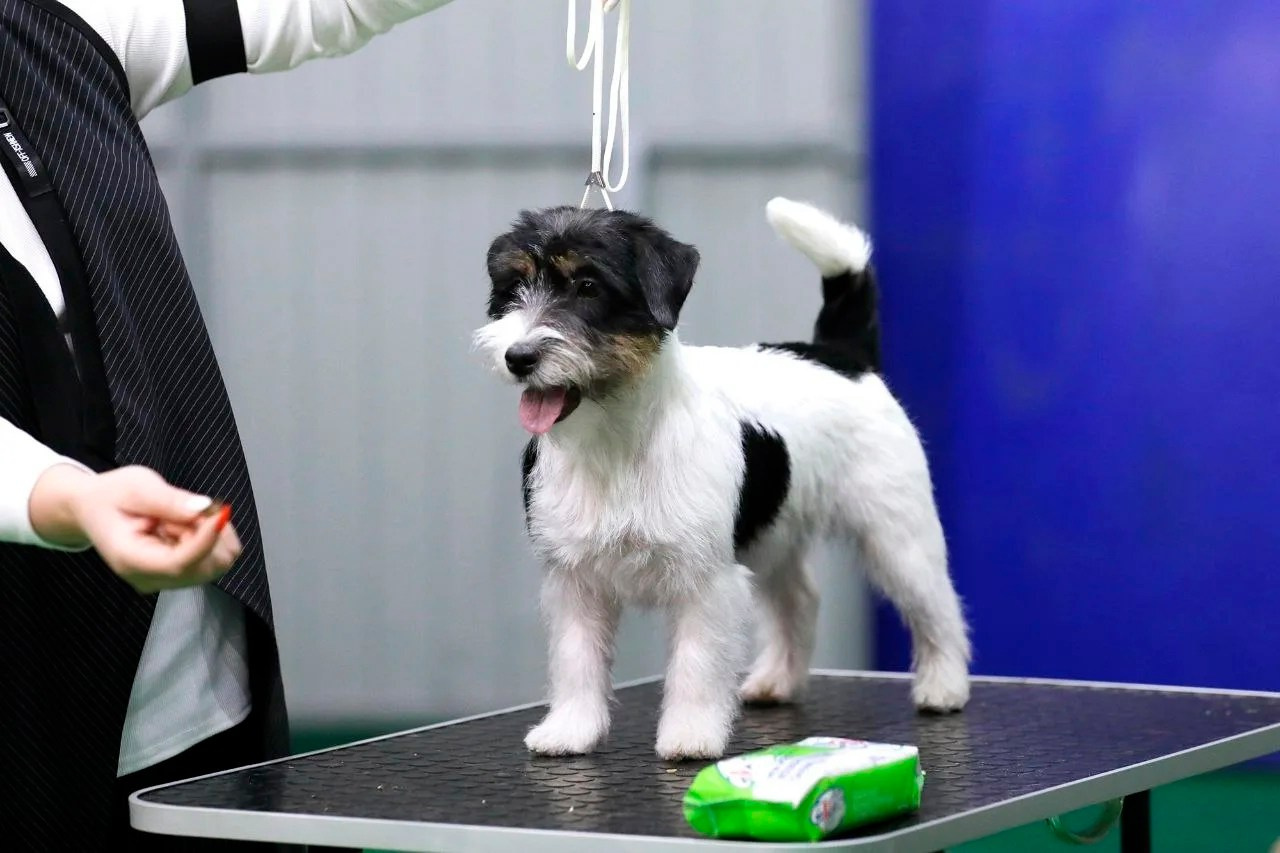 Port Fortis Destiny Of Love