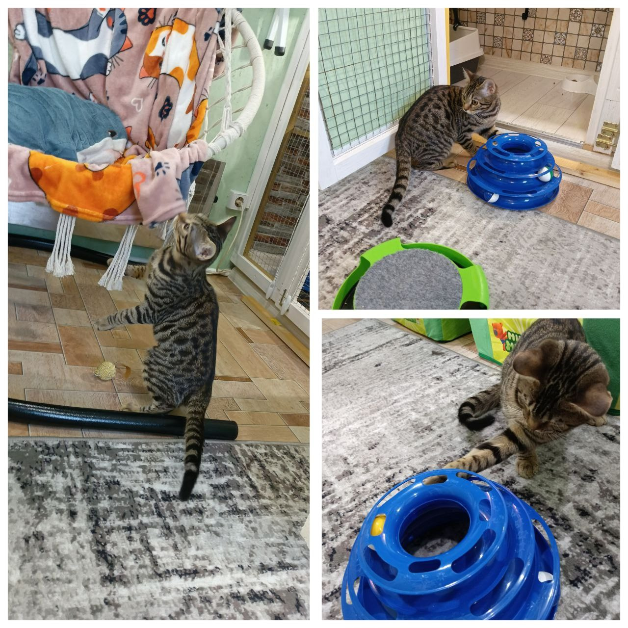 Феликс — чувствительный малыш с большим сердцем. Гостиница для кошек Усики и хвостики, Красноярск