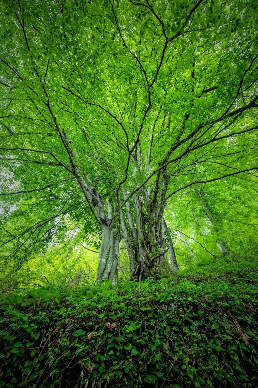 Зелень, Природа, Алексей Касаткин, Москва, SPC HM